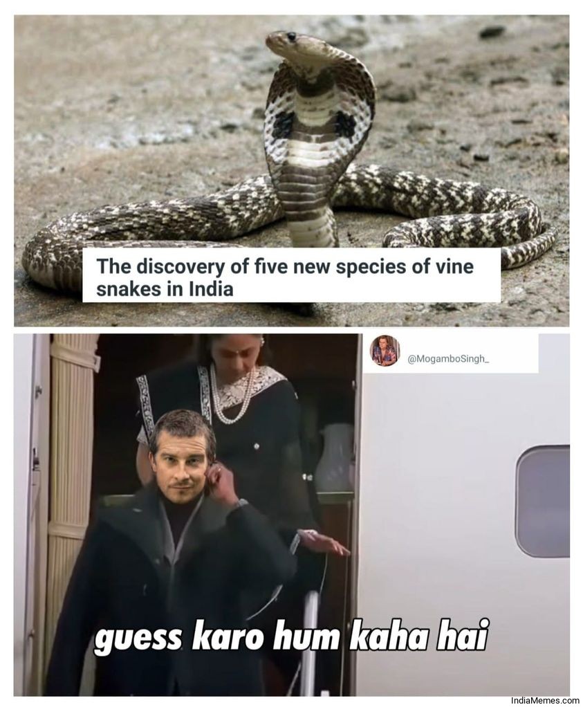 The discovery of 5 new species of vine snakes in India Guess karo hum kaha hai meme.jpg