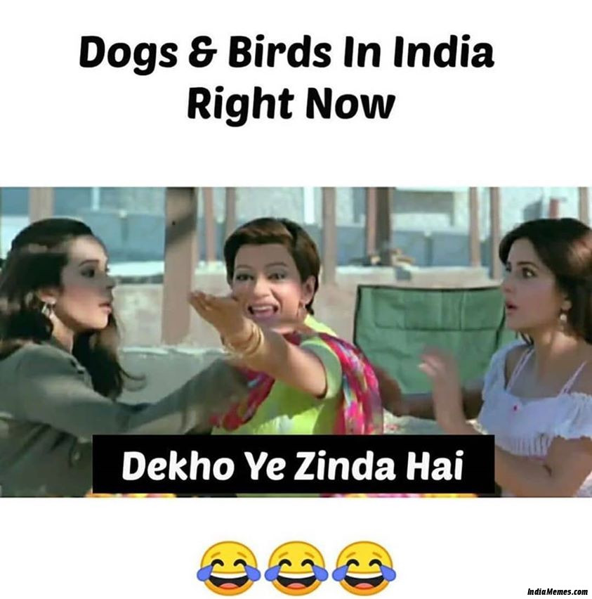 Dogs and birds in India right now Dekho yeh zinda hai meme.jpg