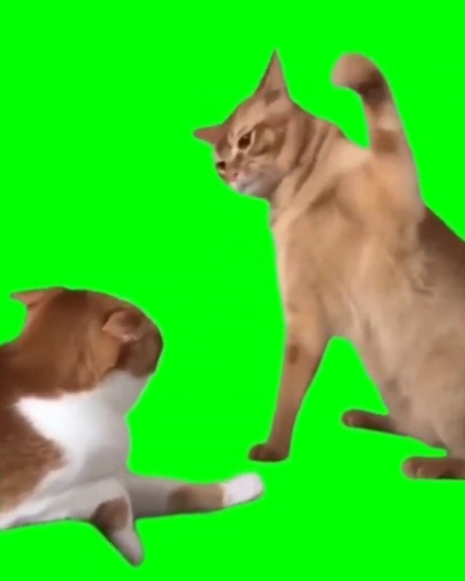 Cat Punching Meme Template Meme Template