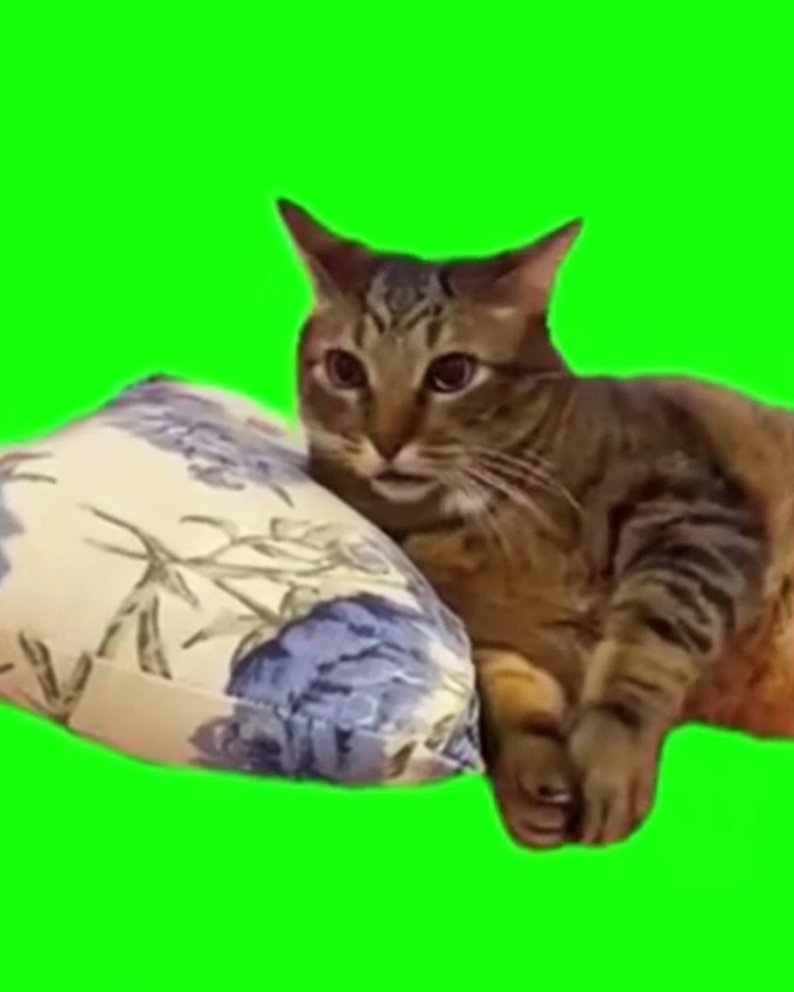 Cat Waking Up Green Screen Meme Template