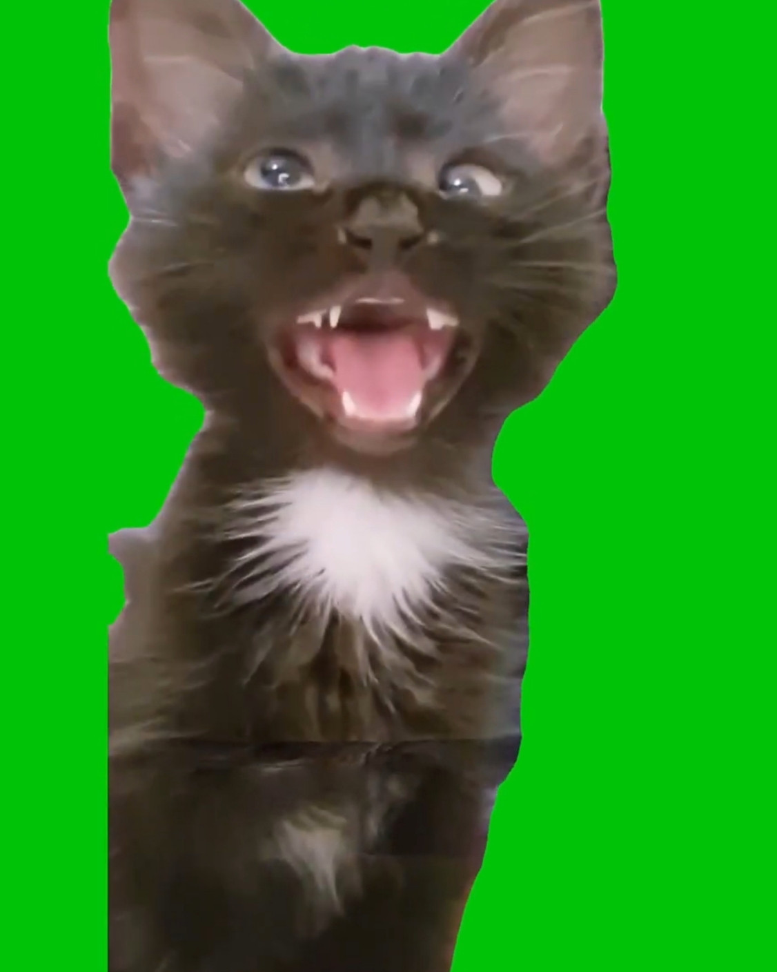 Confused Cross Eyed Cat Green Screen Meme Template