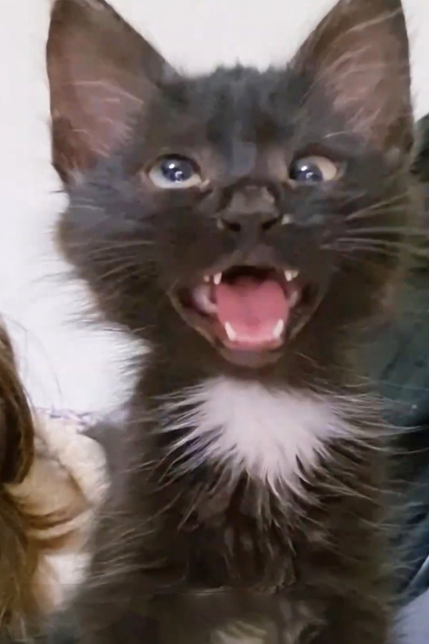 Confused Cross Eyed Cat Meme Template
