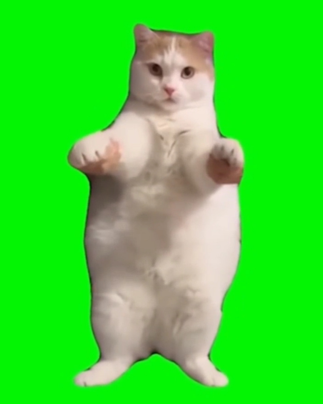 Fat Cat Dancing Green Screen Meme Template