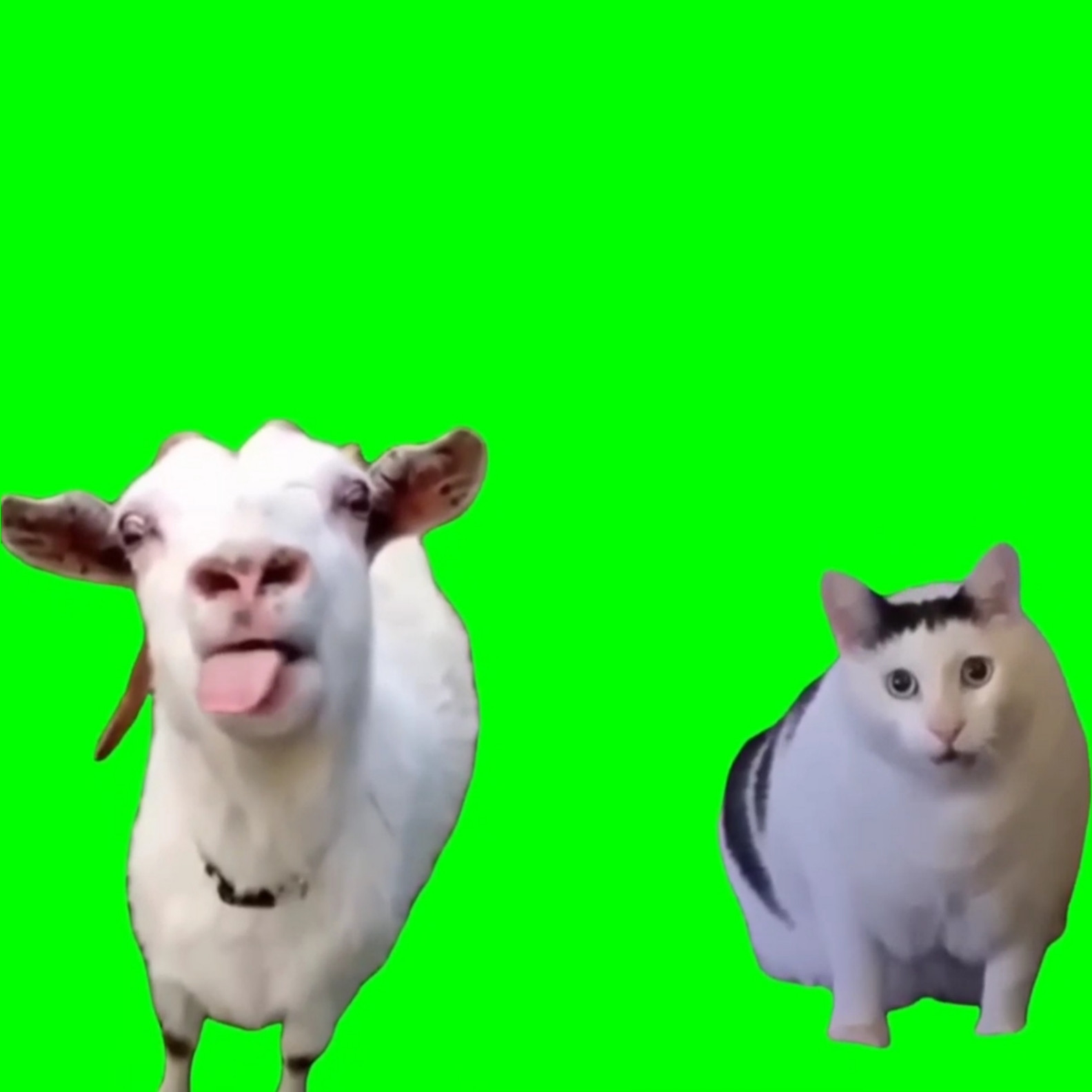 Goat Talking to Huh Cat Blank Meme Download & Generator