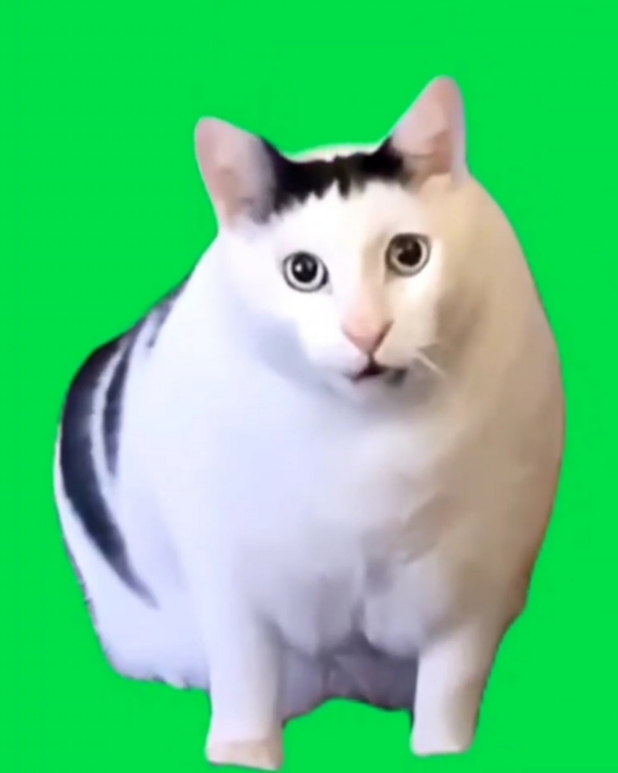 Huh Cat Green Screen Meme Template