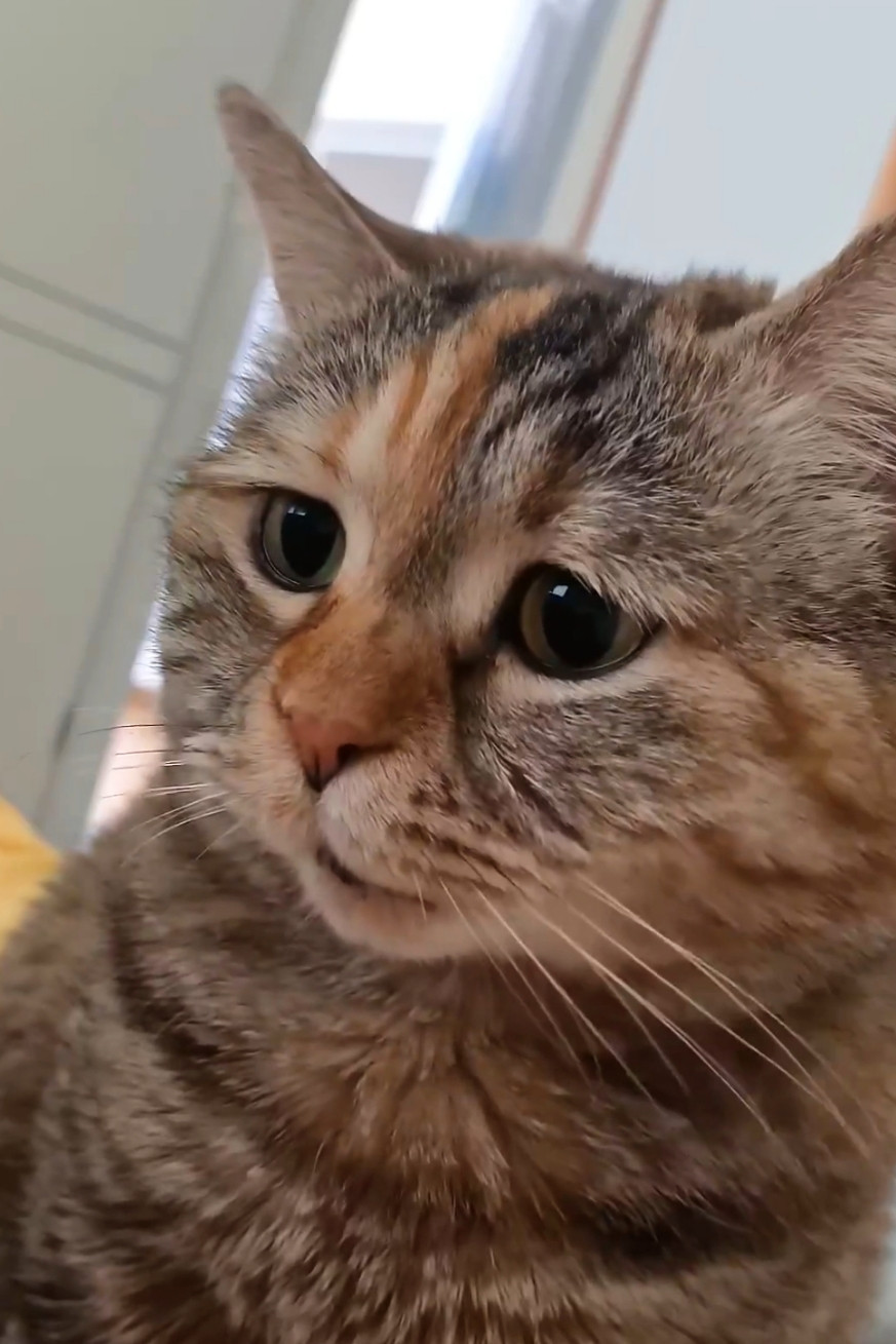Sad Meowing Cat Meme Template