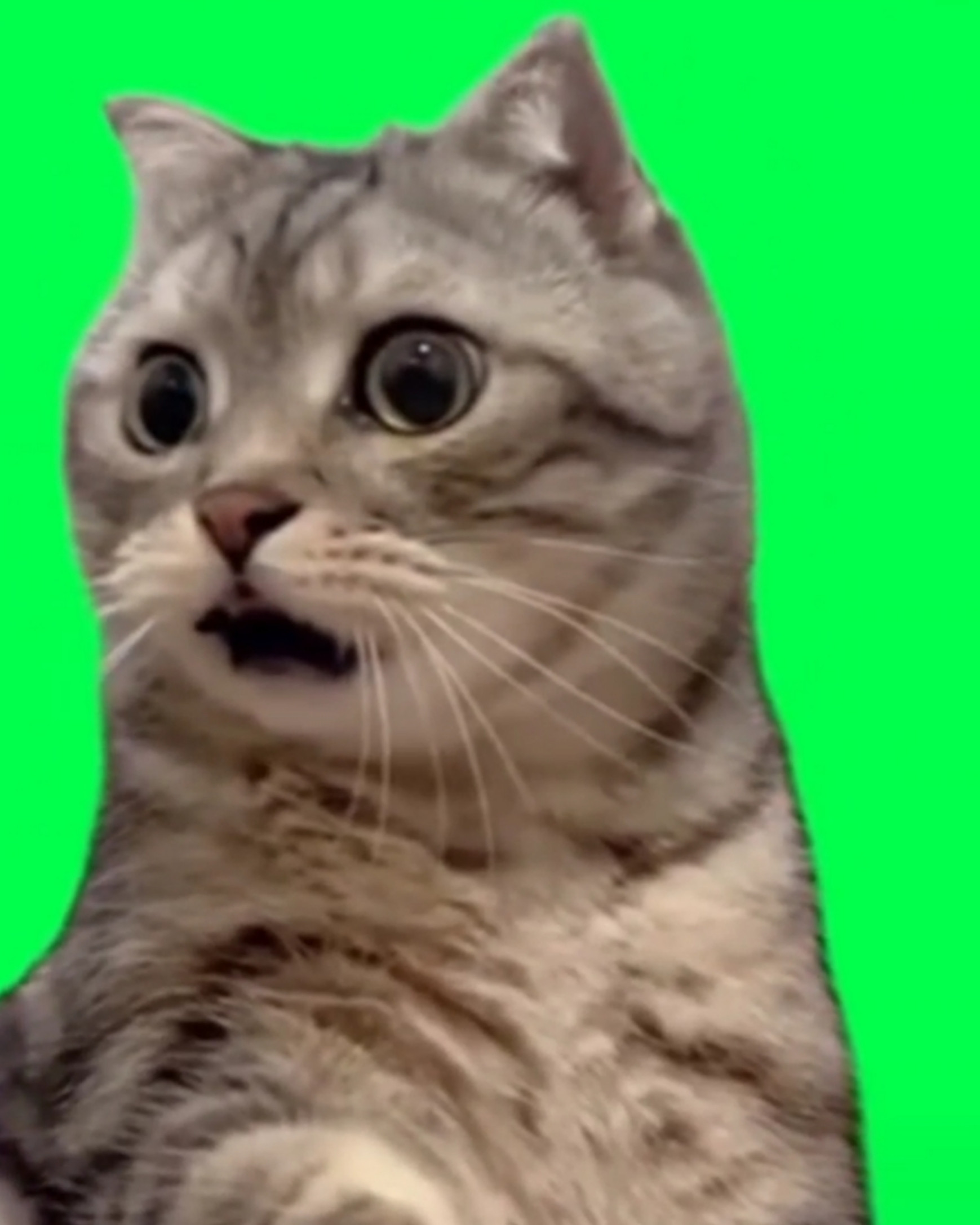 Shocked Cat Green Screen Meme Template