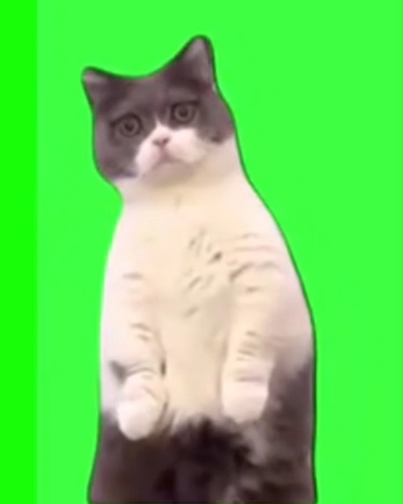 Surprised Cat Green Screen Meme Template
