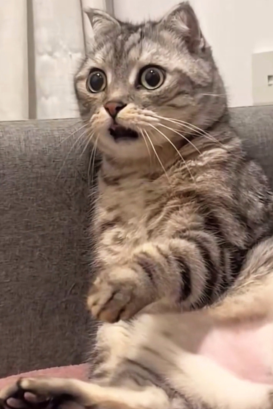 Surprised Shocked Cat Meme Template
