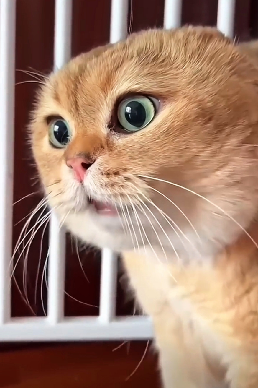 Viral Talking Cat Blank Meme Download & Generator