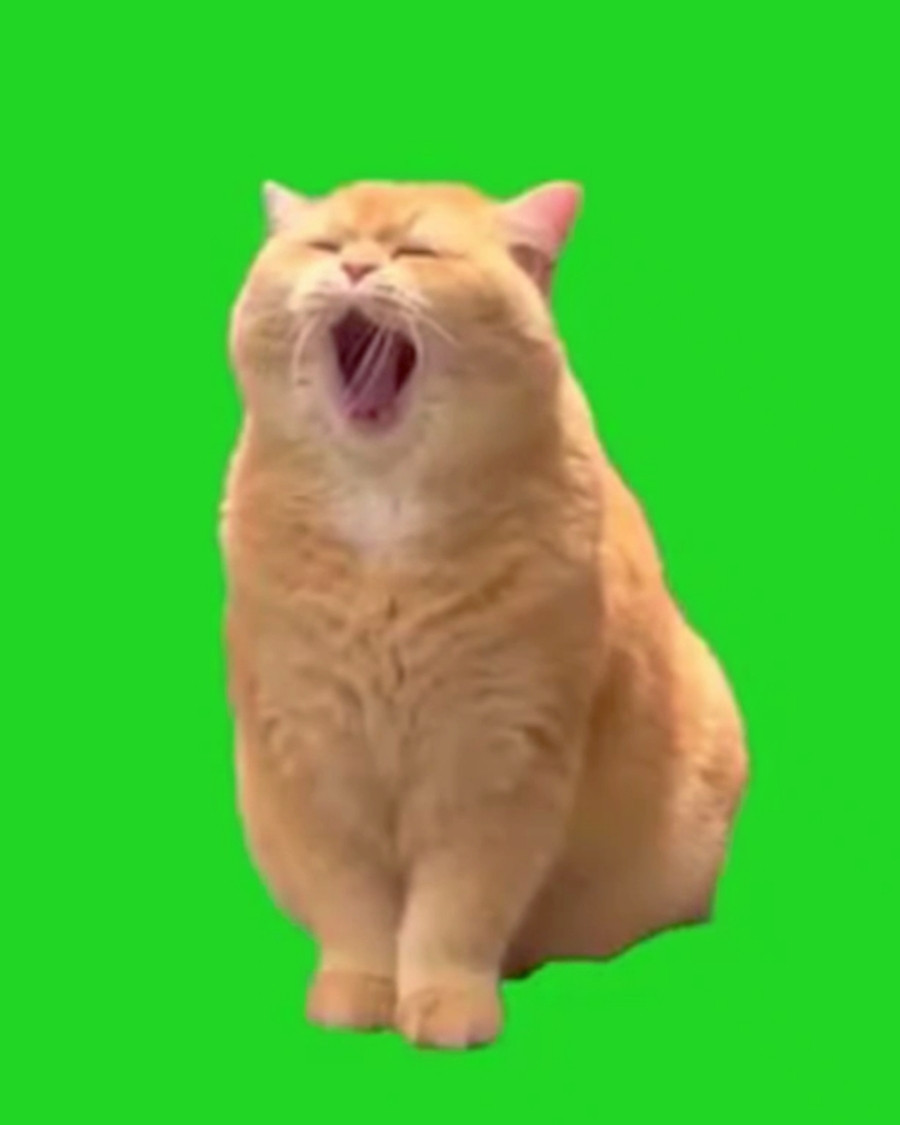 Yawning Cat Green Screen Meme Template