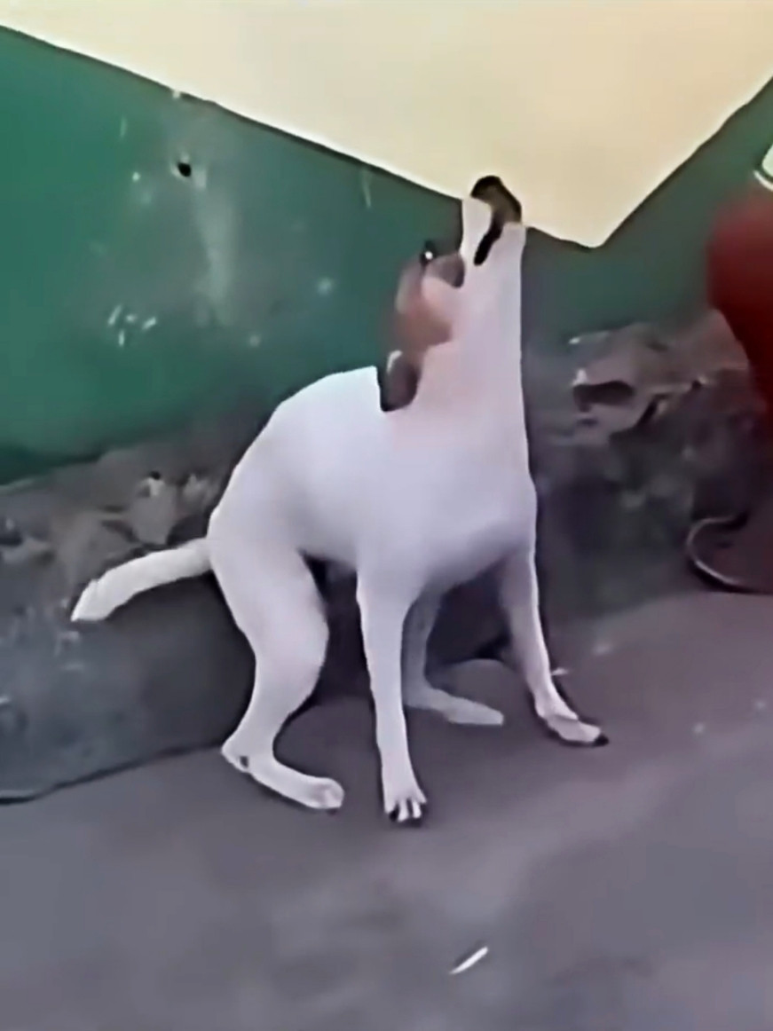 Brazilian Dog Dancing Blank Meme Download & Generator