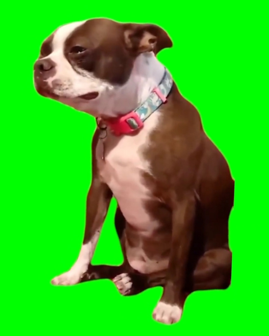 Crying Sad Pitbull Dog Green Screen Meme Template