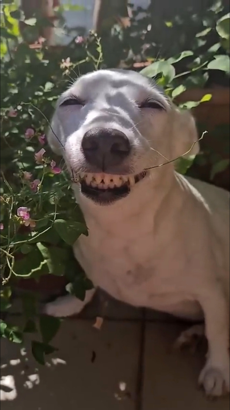 Dog Laughing Hihihihi Blank Meme Download & Generator