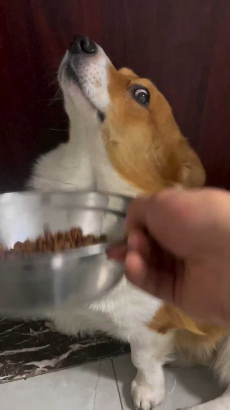 Dog Refusing Food Meme Template