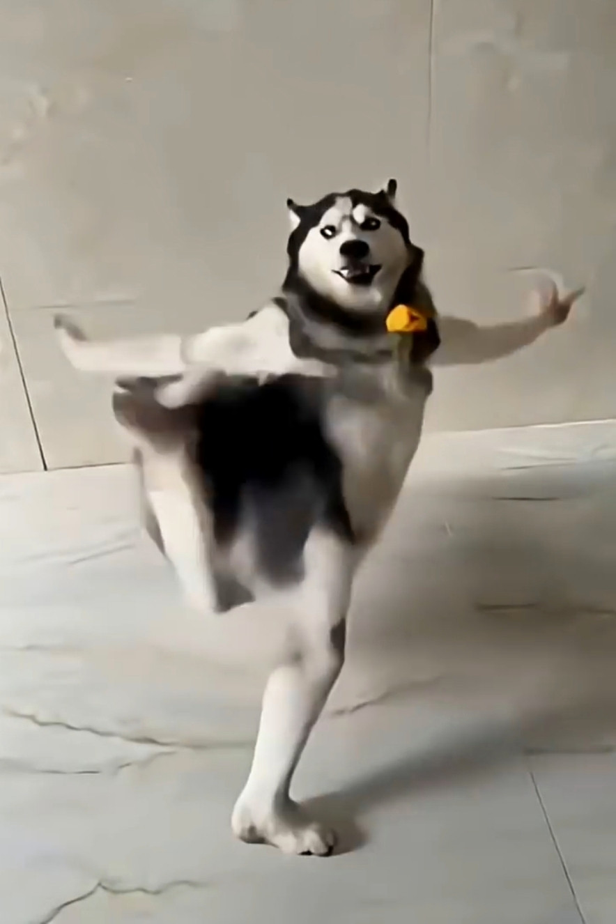 Husky Dancing Meme Template