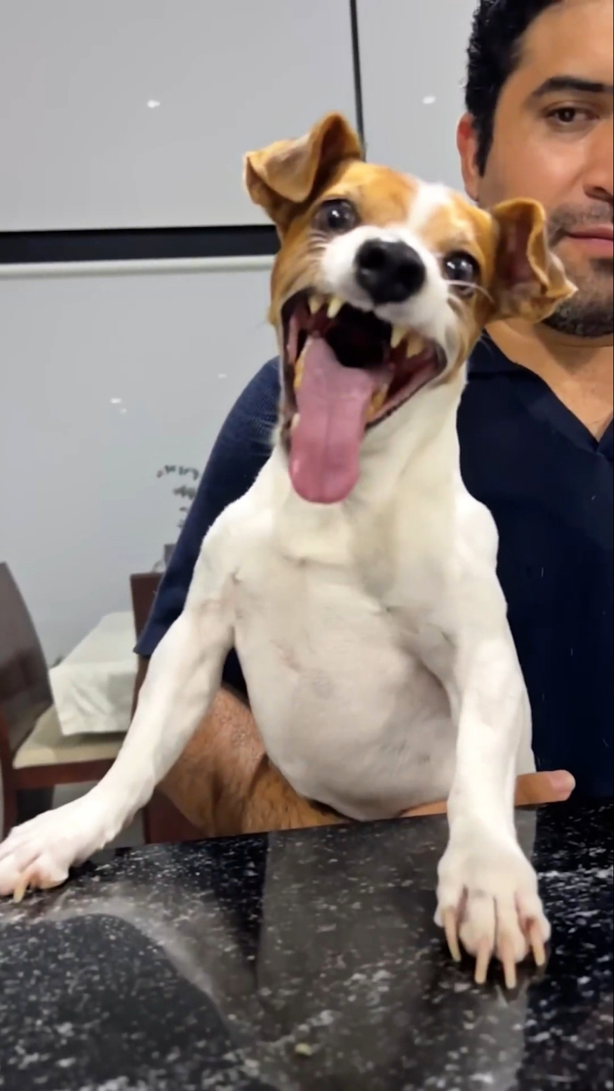 Laughing Dog Meme Template