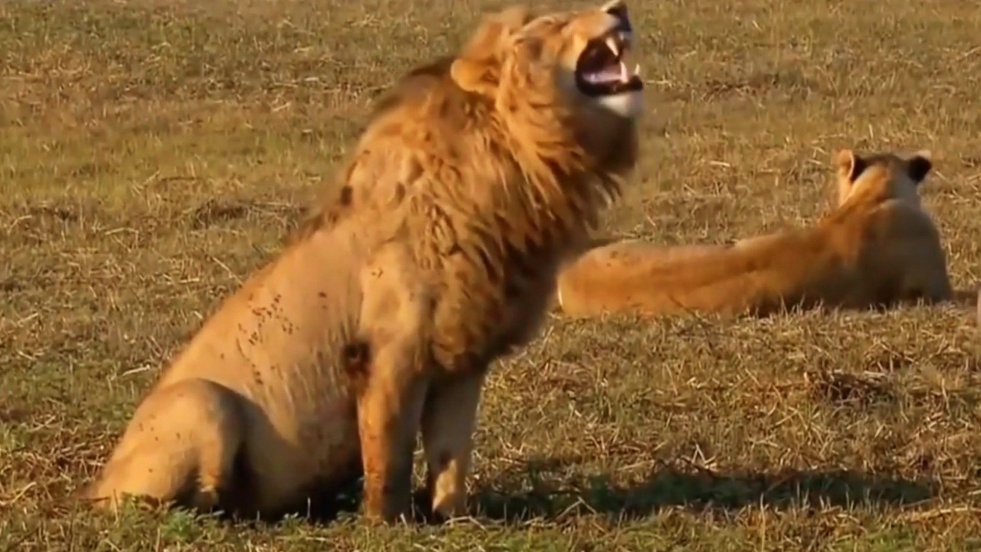 Lion Laughing Meme Template