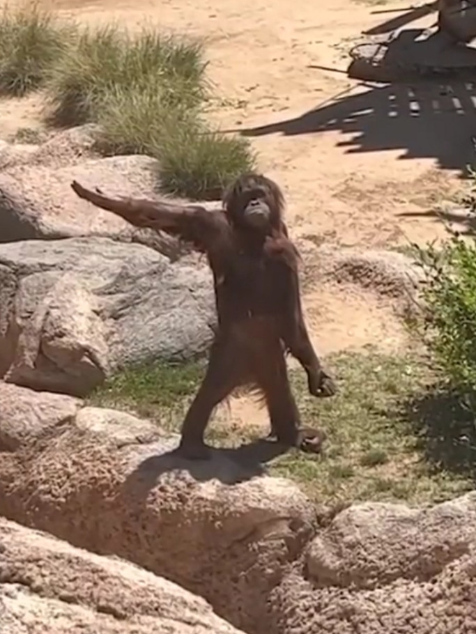 Monkey Asking for Food Meme Template