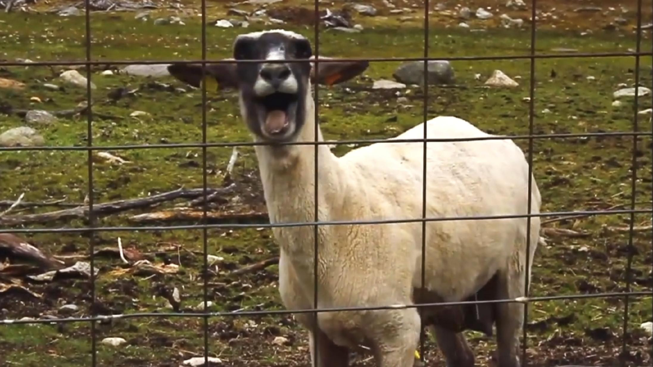 Sheep Meme Templates